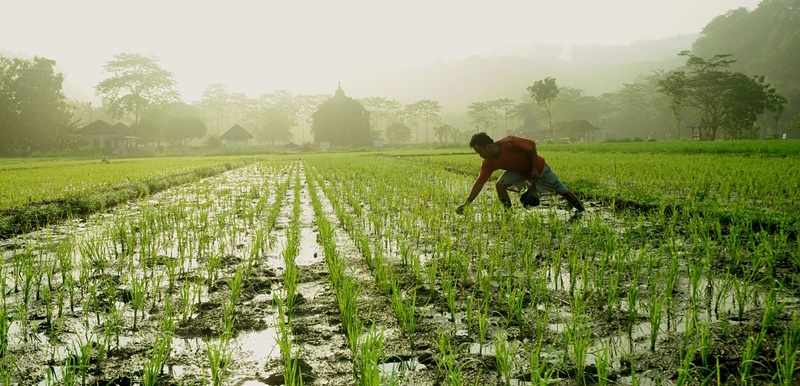 Kamu Penentu Panjang Napas Pertanian!